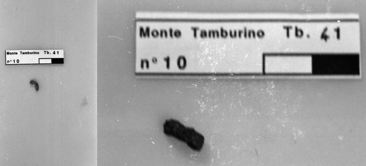 frammento di anellino in ferro prima e dopo il restauro